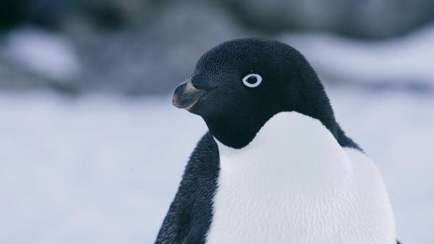 Geschmackserlebnisse können Pinguine nicht erfahren - aber das ist ihnen wahrscheinlich auch nicht so wichtig, so lange es nur ausreichend Beute gibt