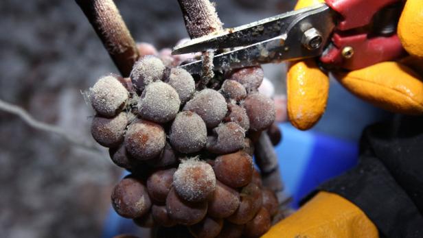 Eiswein: Heiß ersehnter Frost im Weingarten
