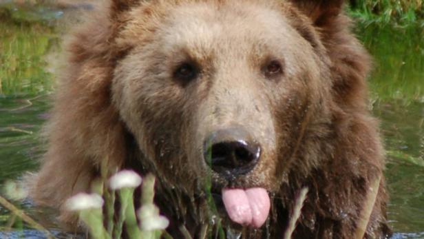 Der wissenschaftliche Name der europäischen Braunbären lautet Ursus arctos arctos, was übersetzt &quot;Bär Bär Bär&quot; bedeutet.