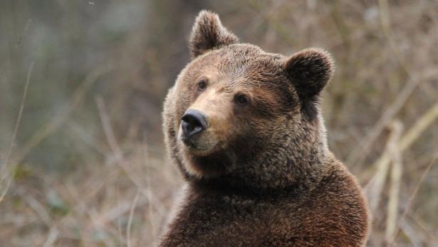 Bereits seit Jahren ermittelt das Landeskriminalamt wegen illegal getöteter Bären im Großraum Ötscher.