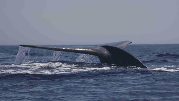 Wale nehmen bis zu zehn Millionen Mikroplastikteile pro Tag auf