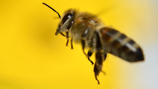 Biene im Anflug: Für 300.000 Österreicherinen und Österreicher kann das problematisch werden