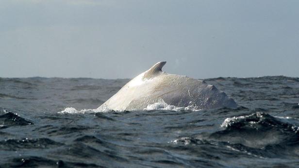 Ein weißer Wal schwimmt im Meer.