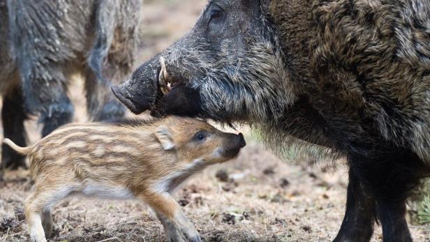 Wildschwein