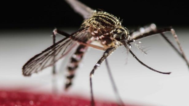 Die Gelbfiebermücke überträgt das Zika-Virus.