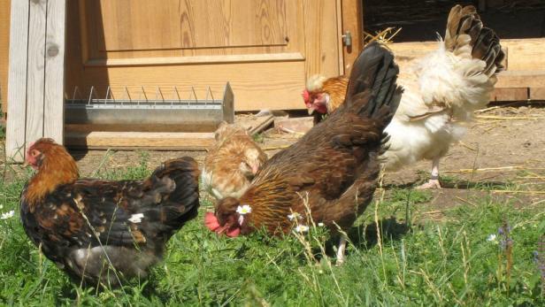 Warum Österreich plötzlich mehr Bio-Hühner hat