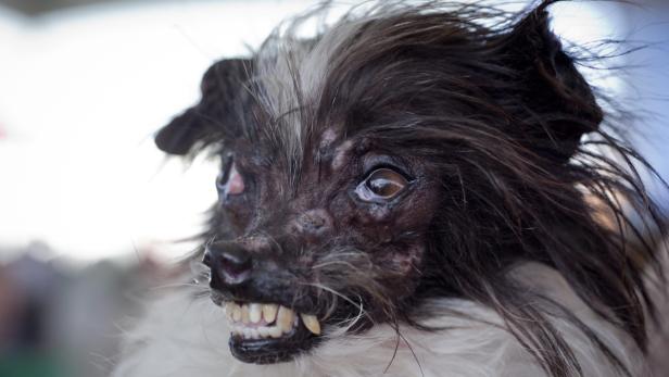 Ein Hund mit zotteligem Fell und hervorstehenden Zähnen blickt in die Ferne.