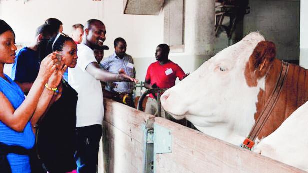 Kühe im Stall – so ungewöhnlich für afrikanische Kleinstbauern, dass es auf Fotos festgehalten werden muss.