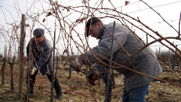 Auf ein guten Jahrgang 2015, ob DAC oder nicht: Die Arbeiten in den Weingärten sind bereits voll im Gange. Schneiden ist angesagt