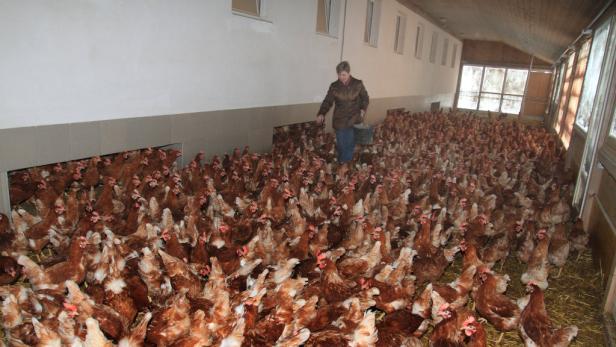 2000 Hennen legen wöchentlich 10.000 Bio-Eier