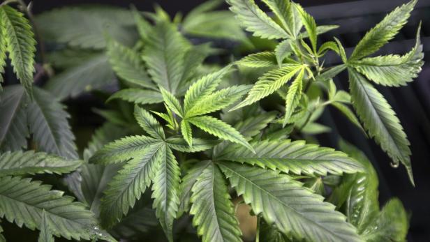 Nahaufnahme einer Cannabispflanze mit grünen Blättern.
