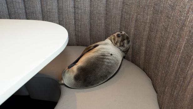 Ein Seehund liegt zusammengerollt auf einem Sitzmöbel in einer Ecke.