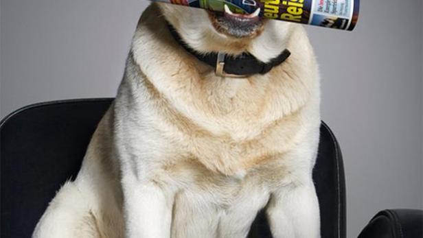 Ein Labrador sitzt auf einem Sessel und hält eine „Hörzu“-Zeitschrift im Maul.