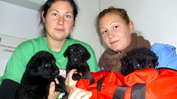 Zwei Frauen halten und tragen mehrere schwarze Welpen in einer roten Tasche.