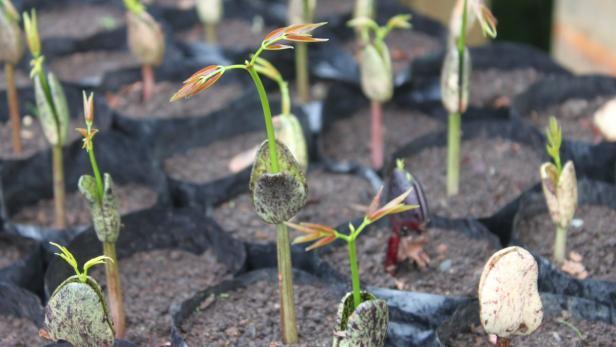 Palmenetzlinge wachsen am 14.7.2012 in der Baumschule der «Future Forests Fiji»-Teakholzplantage in der Provinz Ra auf den Fidschi-Inseln. Das Unternehmen baut nachhaltig Teakholz an, um die Nachfrage zu befriedigen und die Naturwälder zu schonen. Nach rund 20 Jahren erreichen die Bäume einen Durchmesser von 60 Zentimetern. Wachsender Holzbedarf bedroht die Tropenwälder und die damit verbundenen schwindenden Kohlendioxid-Speicher sind eine Katastrophe für den Klimaschutz. Foto: Christiane Oelrich/dpa (zu dpa KORR «Waldschutz auf Fidschi: Möbel aus Palmen - Teak von Plantage» vom 07.12.2012) +++(c) dpa - Bildfunk+++