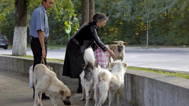 Eine ältere Frau füttert eine Gruppe streunender Hunde am Straßenrand, während ein Mann zusieht.