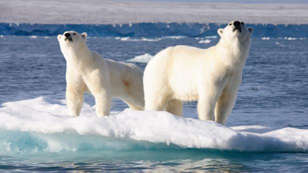Zwei Eisbären stehen auf einer Eisscholle im Wasser.