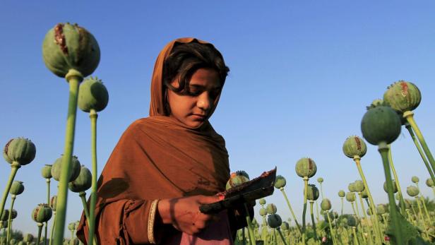 Ein afghanisches Mädchen bei der Opium-Ernte. (29.4.2015)