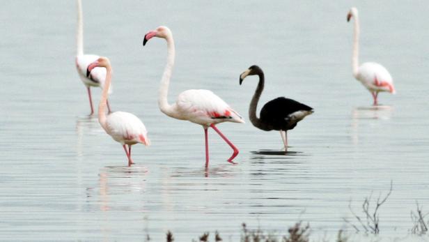 Das ist er, der schwarze Flamingo: Gesichtet auf Zypern in einem Salzsee unweit der Stadt Limassol. &quot;Wir sind sehr froh, denn es könnte sich dabei um den einzigen Flamingo dieser Art auf der ganzen Welt handeln&quot;, sagte die Umweltbeauftragte des Stützpunktes. (12.04.2015)