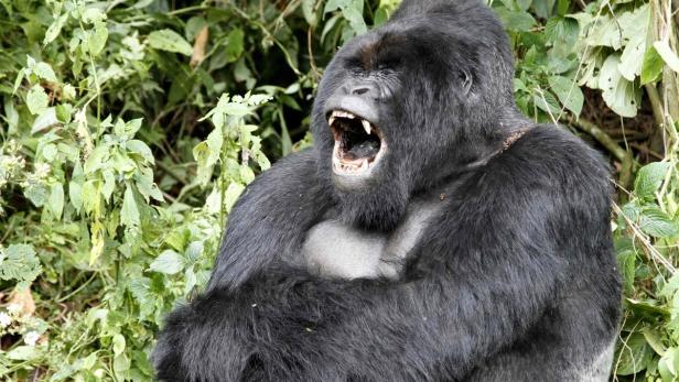 Forscher testeten Spürhunde aus den USA bei der Suche nach den vom Aussterben bedrohten Cross River Gorillas.