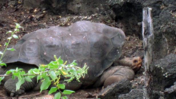 Als Lonesome George noch am Leben war - im April 2007