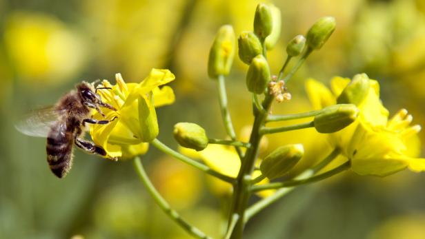 Freispruch für Bienen-Killer