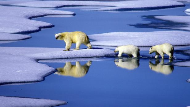 Eisbären sind vom Klimawandel bedroht