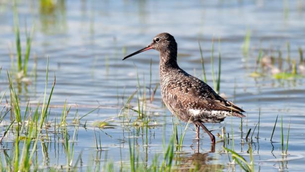 Mit dem Dunklen Wasserläufer ist der erste Zugvogel im Seewinkel eingetroffen.