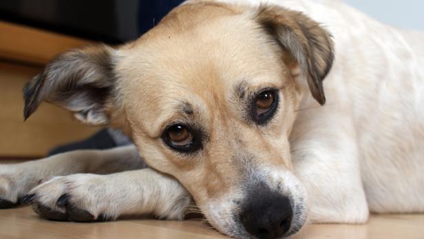 Vierbeiner mit negativer Grundeinstellung eignen sich besonders als Blindenhund, sie sind vorsichtiger.