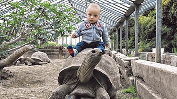 Schildkröten-Gehege: Arzt baut im Grünland