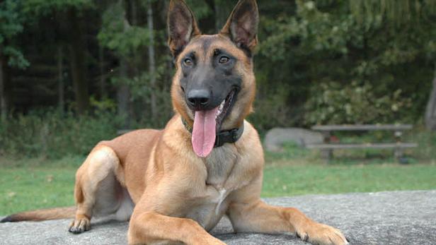 Polizeihund stellte flüchtende Ladendiebe