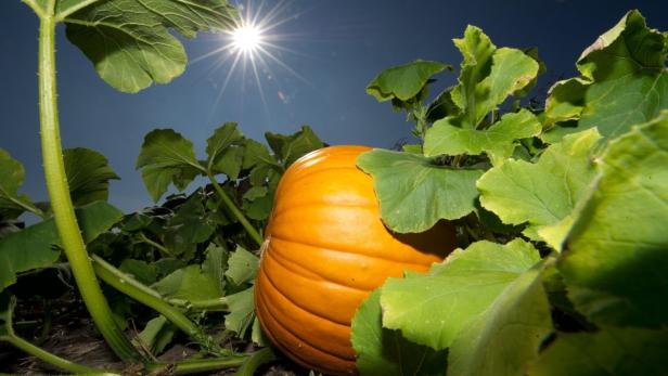 Ein großer, reifer Kürbis liegt auf einem Feld unter strahlendem Sonnenschein.