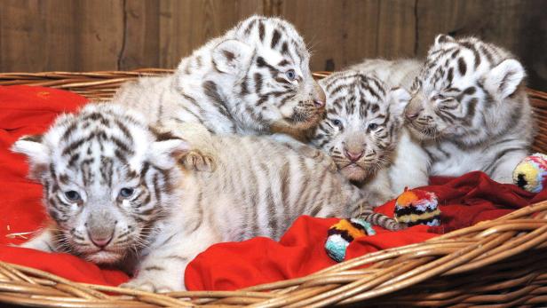 Vier verspielte weiße Tigerbabys liegen in einem Korb auf einer roten Decke.