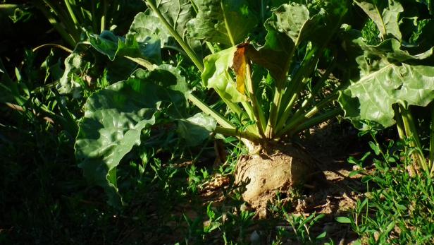 Eine Zuckerrübe wächst auf einem Feld.