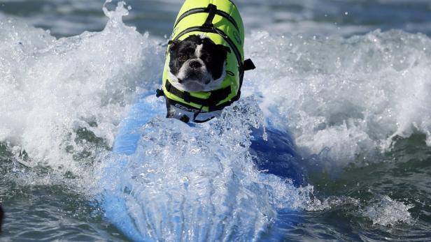 Ein Hund mit Schwimmweste reitet auf einem Surfbrett durch die Wellen.