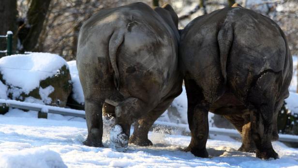 Nicht nur in Schönbrunn tappen die tierischen Bewohner vielerorts ins Freie. Bild: Zwei Breitmaulnashörner im Zoo von Schwerin