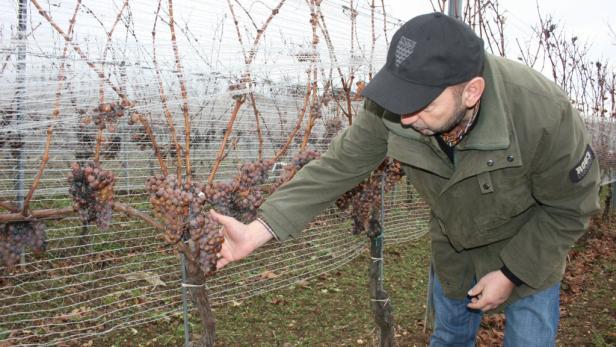 Weinmarkt: Streit um neue Rebstöcke