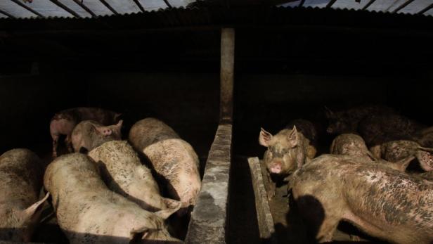 Mehrere schmutzige Schweine stehen in einem dunklen Stall.