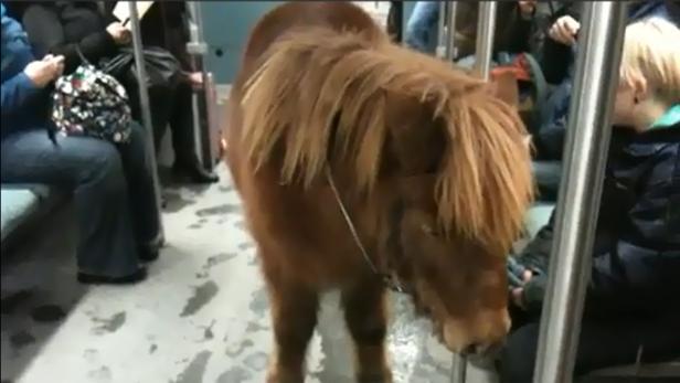 Ein Pony fährt S-Bahn
