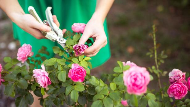 Halbzeit im Gartenjahr: Worüber sich Rosen und Co. nun freuen