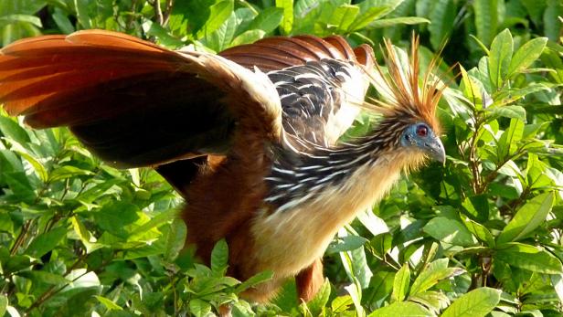 Der Hoatzin