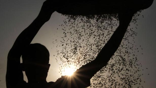 Eine Person schüttet Körner in der Silhouette gegen die Sonne.