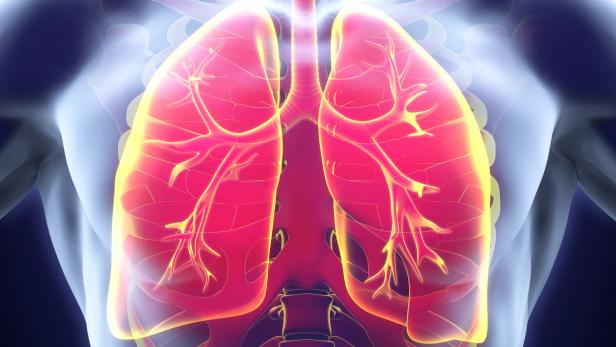 Mit 120 Lungentransplantationen pro Jahr ist das Wiener AKH eines der vier größten Zentren weltweit für solche Eingriffe.