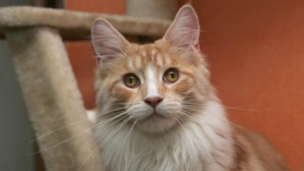 Eine orangefarbene Maine Coon Katze schaut in die Kamera.