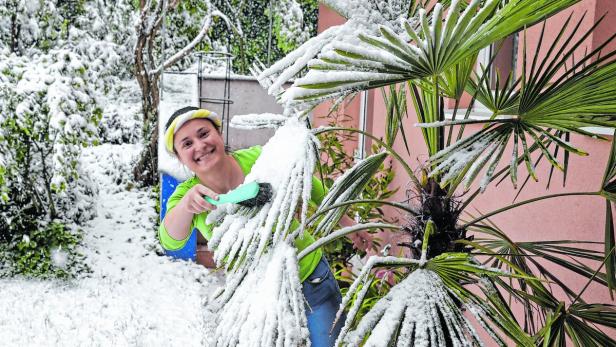 Wintereinbruch in Klagenfurt, Andreea befreit die Palme vom Schnee