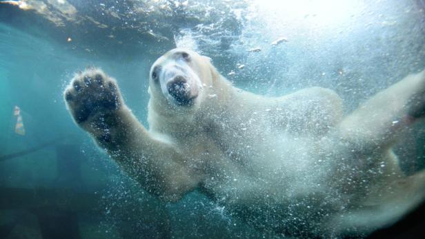 Ein Eisbär taucht am Mittwoch (08.02.2012) in einem Wasserbecken im Zoo Hannover. Das Wasser gefriert trotz des Dauerfrostes nicht, da es permanent in Bewegung gehalten wird. Der Winter hat Deutschland fest im Griff. Foto: Julian Stratenschulte dpa/lni +++(c) dpa - Bildfunk+++