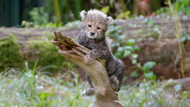 Ein Tier aus dem Wurf der jüngeren, Anfang Juli geborenen, Geparden-Drillinge in ihrem Gehege im Tiergarten Schönbrunn.