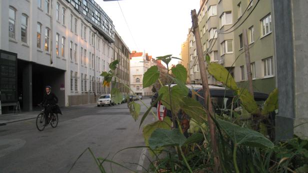 Grüne Vision: Auch eine Begegnungszone in der Goldschlagstraße in Wien-Penzing