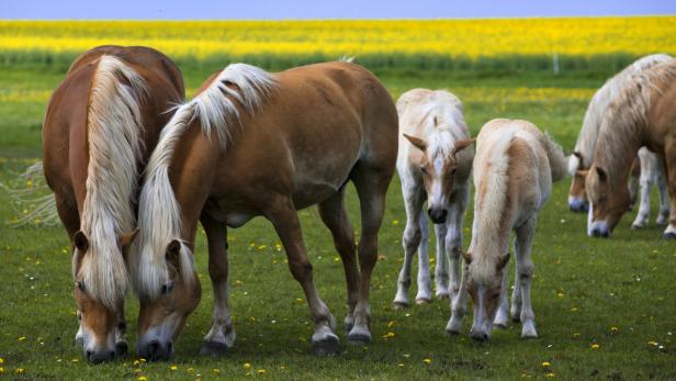 Eine Gruppe von Pferden grast auf einer grünen Wiese mit gelben Blumen.