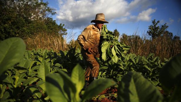 Ein Landwirt mit Hut erntet Tabak auf einem Feld.